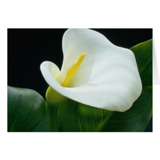 Tarjeta flores blancas del lirio de Arum