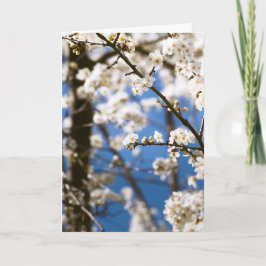 Tarjeta Flores blancas delante de un cielo blanco