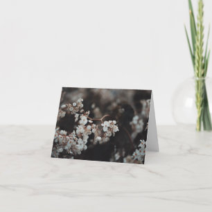 Tarjeta Flores blancas en luz melancólica, Simpatía
