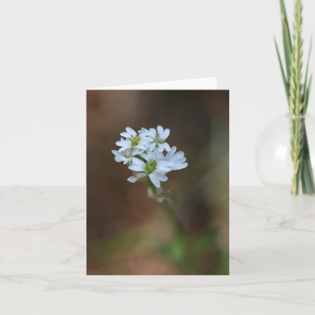 Tarjeta Flores blancas notecard (Anverso)