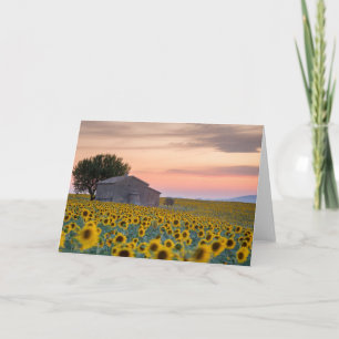 Tarjeta Flores Campo de girasol Provenza, Francia