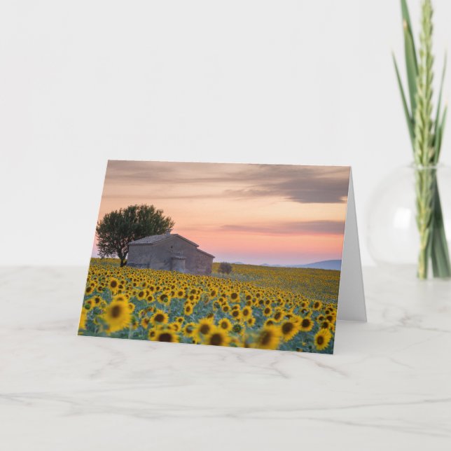 Tarjeta Flores | Campo de girasol Provenza, Francia (Anverso)
