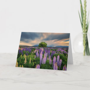 Tarjeta Flores   Campo de la lupa en Nueva Zelanda