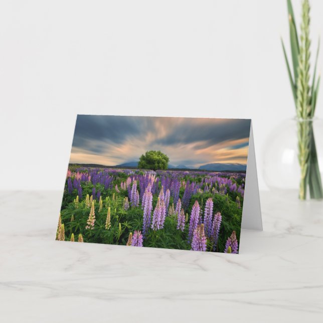 Tarjeta Flores | Campo de la lupa en Nueva Zelanda (Anverso)