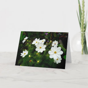 Tarjeta Flores Cosmos Blancas