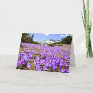 Tarjeta Flores Crocus Pirin Mountain Park Bulgaria