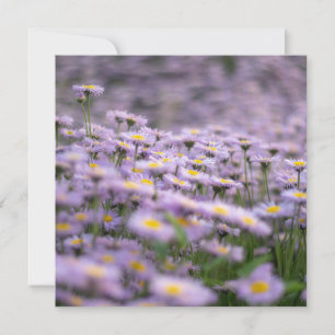 Tarjeta Flores de Aster Púrpura