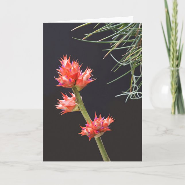 Tarjeta Flores de Bromeliad y Stem (Anverso)