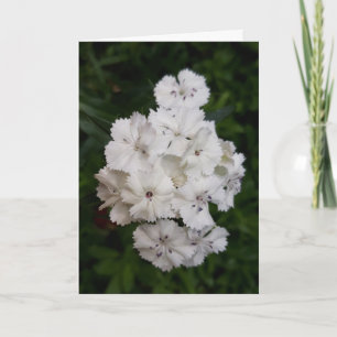 Tarjeta Flores de carnación blanca