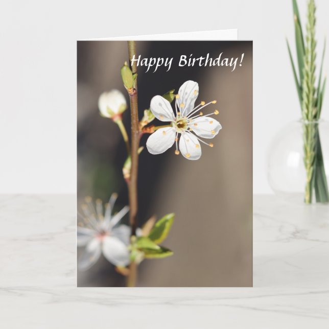 Tarjeta Flores de cerezo blanco de cumpleaños (Anverso)