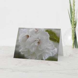 Tarjeta Flores de cerezo de ensueño AH2010