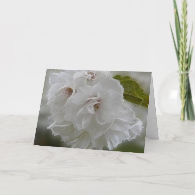 Tarjeta Flores de cerezo de ensueño AH2010 (Anverso)