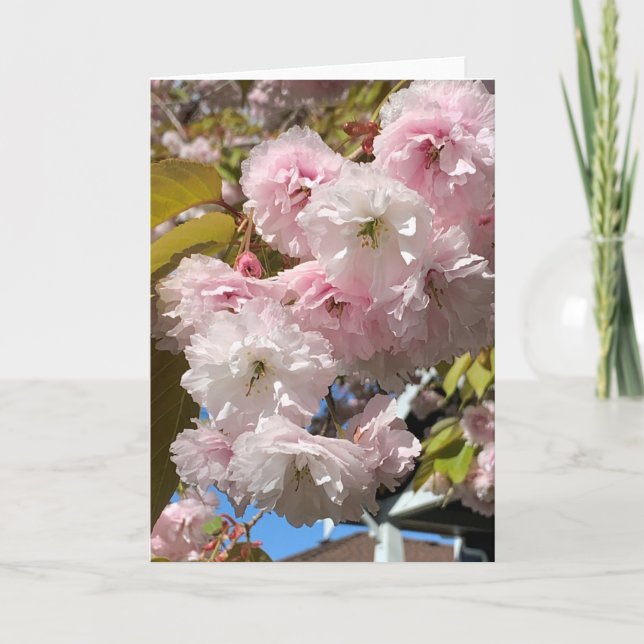 Tarjeta Flores de cerezo rosa en blanco (Anverso)