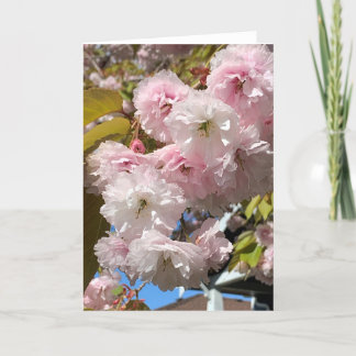Tarjeta Flores de cerezo rosa en blanco