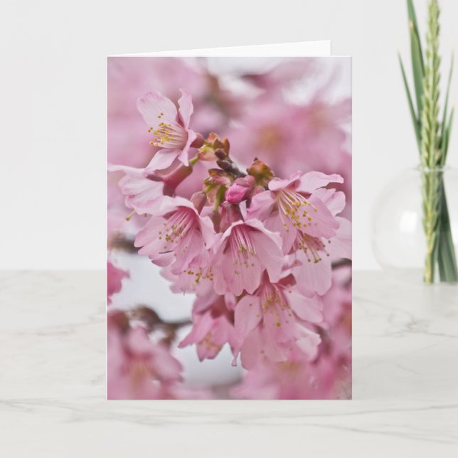 Tarjeta Flores de cerezo Sakura Rosa Pálido (Anverso)