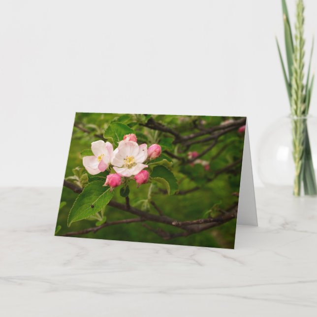 Tarjeta [Flores de colores] Apple Blossom - Cualquier ocas (Anverso)