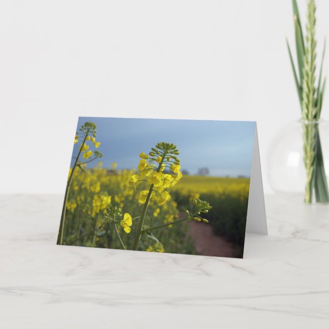 Tarjeta Flores de colza de semillas de aceite (Anverso)