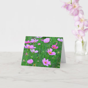 Tarjeta Flores de Cosmos bipinnatus