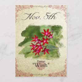 Tarjeta Flores de cumpleaños el 5 de noviembre "Pentas"