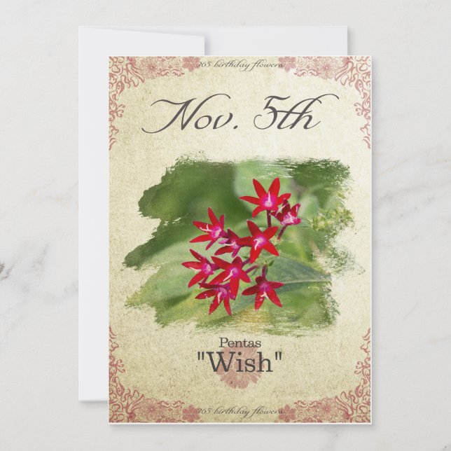 Tarjeta Flores de cumpleaños el 5 de noviembre "Pentas" (Anverso)