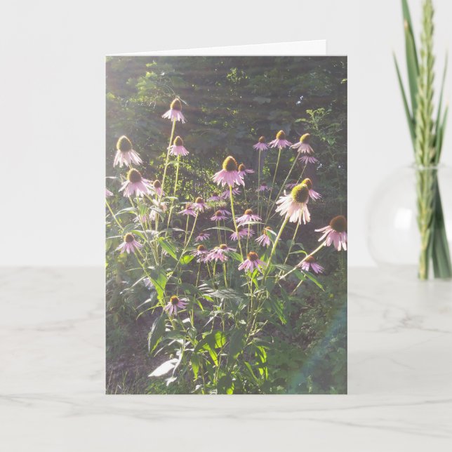 Tarjeta Flores de Echinacea al Sol (Anverso)