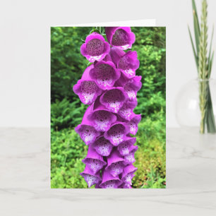 Tarjeta Flores de Foxglove, Oregón