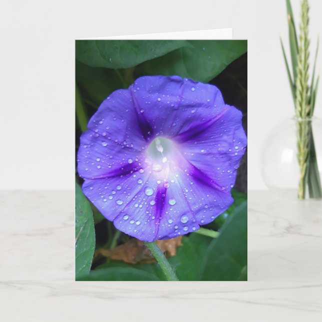 Tarjeta Flores de gloria matutina , Ipomea con gotas de ll (Anverso)
