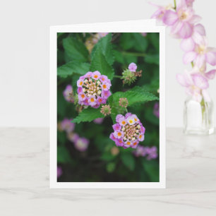 Tarjeta Flores de Lantana Purpura y Amarillo