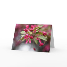 Flores de manzana de cangrejo rojo