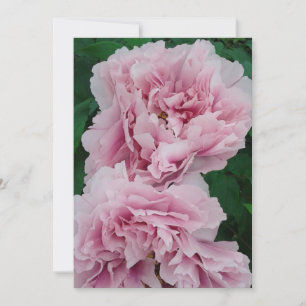 Tarjeta Flores de peones rosados bebés