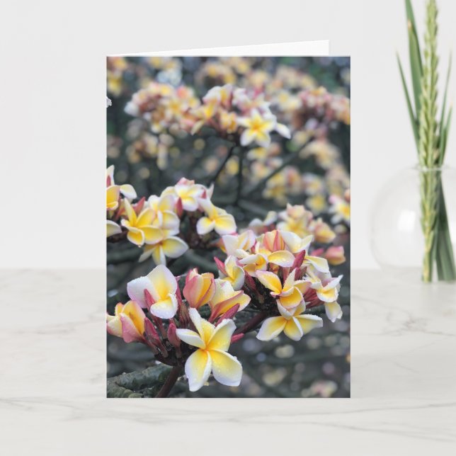 Tarjeta Flores de plumeria (Anverso)