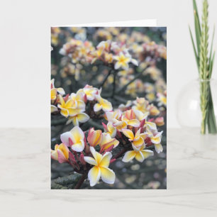 Tarjeta Flores de plumeria