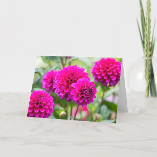 Tarjeta Flores de Pompom de Dahlia Pink Caliente