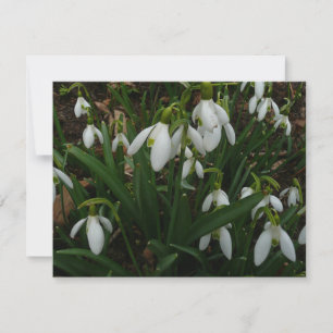 Tarjeta Flores de Primavera Blanca (Galanthus)