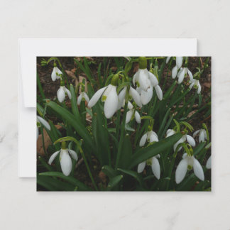 Tarjeta Flores de Primavera Blanca (Galanthus)