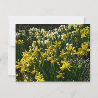 Tarjeta Flores de primavera de los Daffodils amarillos y b