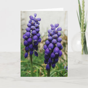 Tarjeta Flores de Primavera Púrpura