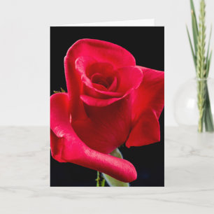 Tarjeta FLORES DE ROSA ROJA FLORES Fotografía Cartas de cu