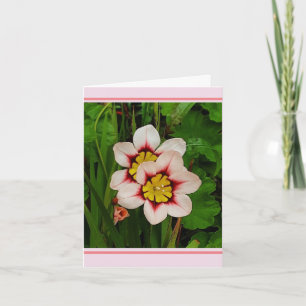 Tarjeta flores de Sparaxis