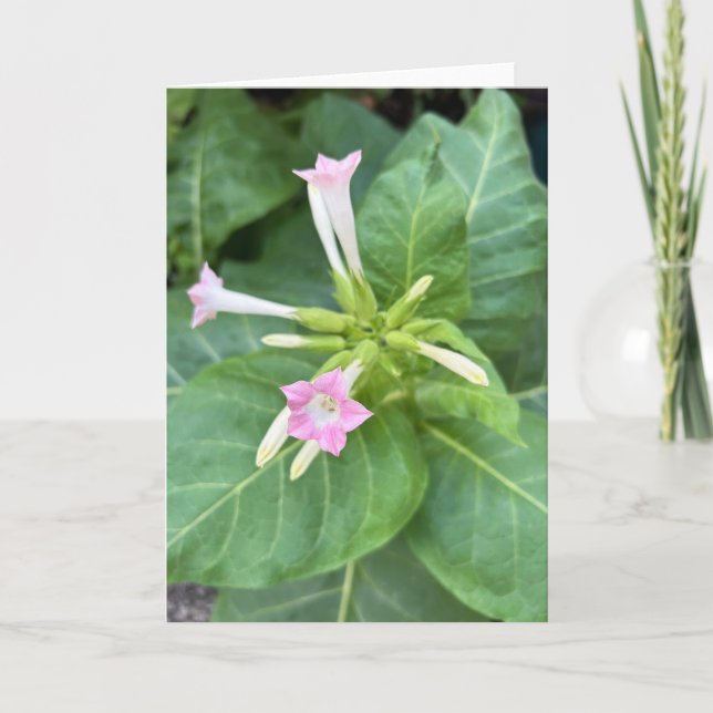 Tarjeta Flores de Tabaco (Anverso)