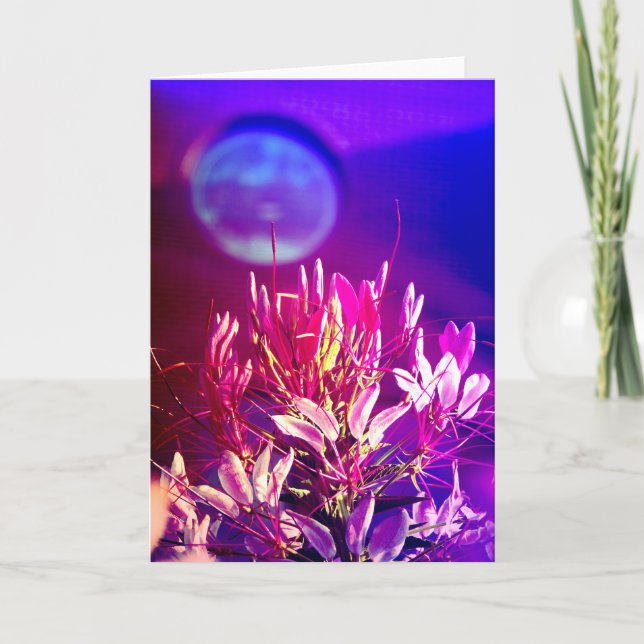 Tarjeta Flores de verano (Anverso)