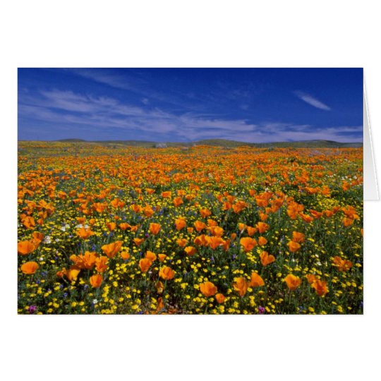 Tarjeta Flores del campo de la amapola