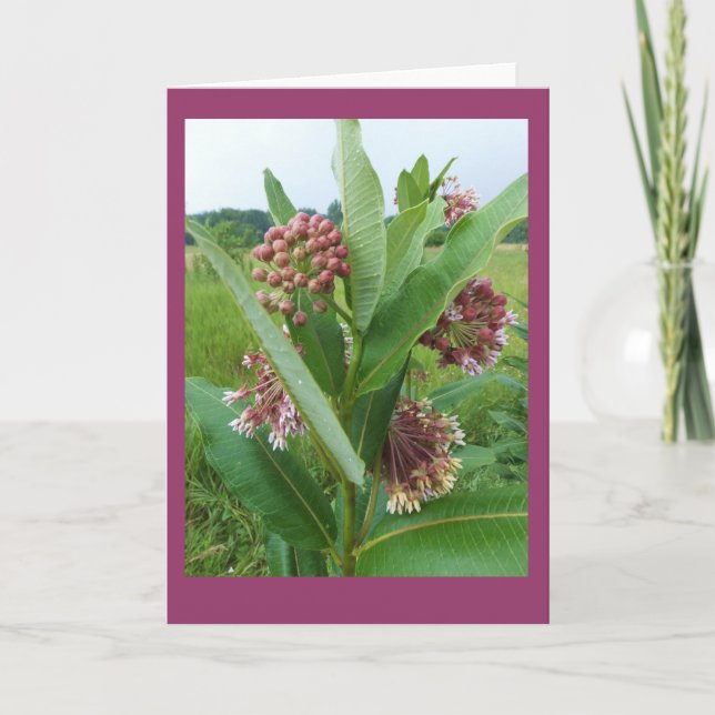 Tarjeta Flores del Milkweed en el espacio en blanco (Anverso)