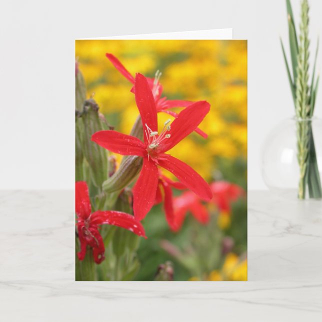 Tarjeta flores del verano - colleja real (Anverso)