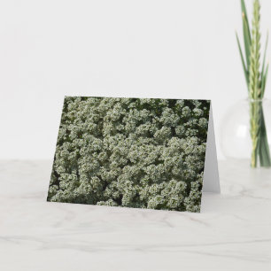 Tarjeta Flores dulces de alyssum florales blancas