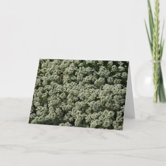 Tarjeta Flores dulces de alyssum florales blancas
