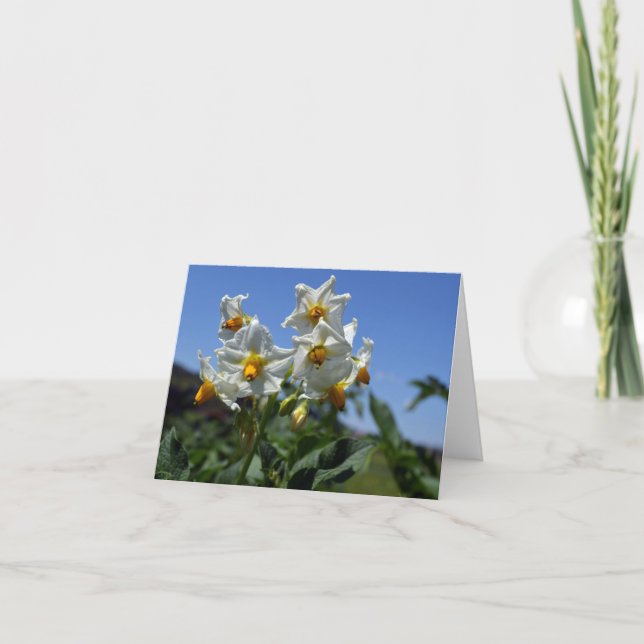 Tarjeta Flores estéticas Solanum tuberosum (Anverso)