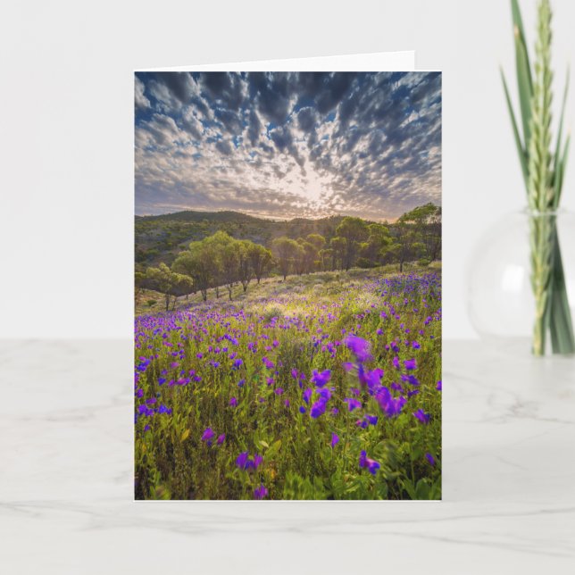 Tarjeta Flores | Flinders Ranges Australia (Anverso)