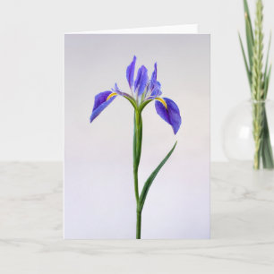 Tarjeta Flores Flor Iris Púrpura