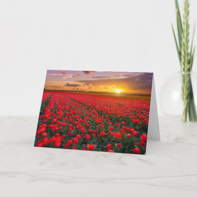 Tarjeta Flores | Jardín Botánico Holanda (Anverso)